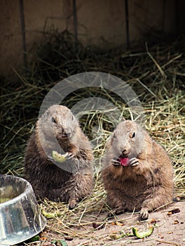 Two black-tailed prairie dogs eat fruit