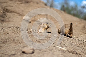 Two black-tailed prairie dogs, one poking its head out of a hole while the other explores