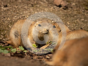 Two black tailed prairie dogs in the sun