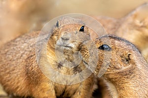 Two Black Tailed Prairie Dogs touching faces with third in background