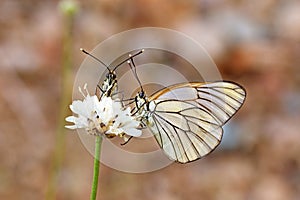 Two black-veined white butterflies in pale background