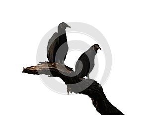 Two black vultures on a branch isolated against white photo