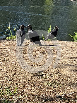 Two black vultures lookin at each other on bank at pond in SC.