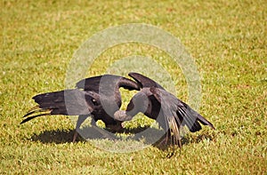 Two black vultures are mating - Coragyps atratus photo