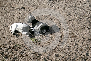 Two black and white baby goats laying down together in sandy field