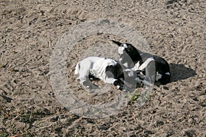 Two black and white baby goats laying down together in sandy field