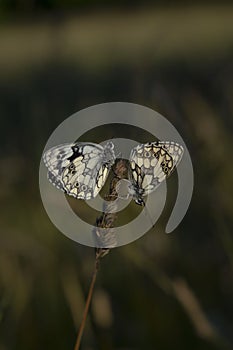 Two black a and white butterflies on a plant