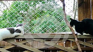 Two black and white cats sitting on either side of the wooden fence enjoyed the view from the window