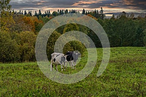 Two black-and-white cows in the clower meadow