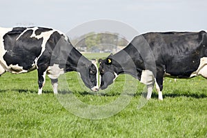 Two black and white cows fight in dutch meadow on first day in t