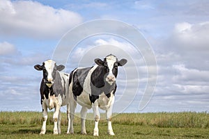 Two black and white cows, friesian holstein, standing in a pasture under a blue cloudy sky and a faraway straight horizon at