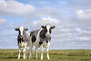 Two black and white cows, friesian holstein, standing in a pasture under a blue cloudy sky and a faraway straight horizon at photo