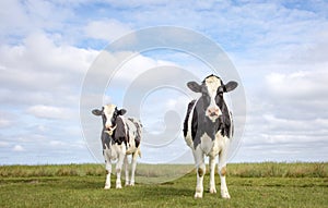 Two black and white cows, frisian holstein, standing in a pasture, blue sky and a faraway straight horizon