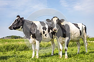 Two black and white cows, frisian holstein, standing in a pasture under a blue sky