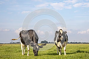 Two black and white cows, frisian holstein, standing in a pasture under a blue sky