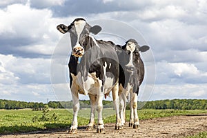 Two black and white cows, frisian holstein, standing in a pasture under a blue sky and a straight horizon