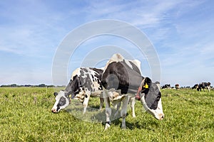 Two black and white cows, frisian holstein, standing together in a pasture under a blue sky and a straight horizon