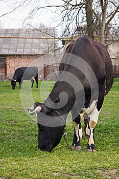 Two Black and white cows grazing green grass at summer pasture. Feeding livestock. Countryside animals. One cow on background,