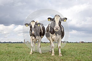 Two black and white cows, holstein friesian, standing in a pasture under a blue sky and a faraway straight horizon