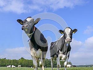 Two black and white cows, holstein, standing in a pasture under a blue sky.