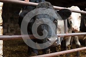 Two black and white cows in the lair, eco farming concept