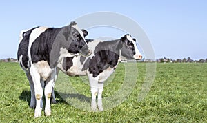 Two black and white cows, standing in a pasture, looking aside, a blue sky and a straight horizon