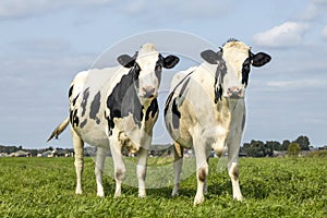 Cows, together, frisian holstein, standing on green grass in a pasture under a blue sky