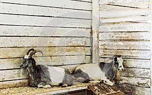 Two black and white goats in a stable on a farm. Farming, animal husbandry, rural life concept