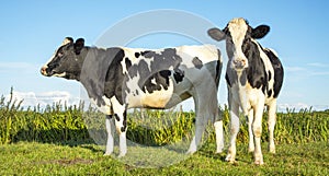 Two black and white heifer cows standing in the field under a blue sky