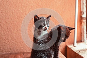 Two kittens are sitting on the table