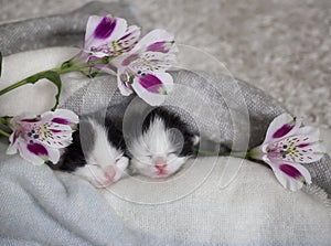 Two black and white newborn sleeping kittens with alstroemeria flowers