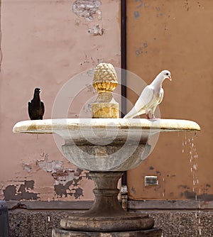 Two black and white pigeons walking on a fountain