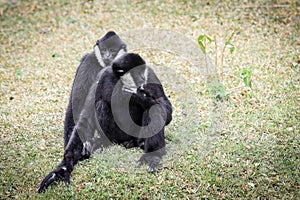 Two Black and White Rare Crested gibbons in the Rain Forest