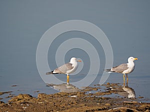 Two black and white seagulls in lake ivars and vila sana, lerida, spain, europe