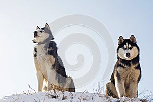 Two black and white Siberian huskys standing on a hill in the background of sky. Beautiful siberian husky dogs in winter
