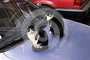 Two black and white similar cats sitting on a car