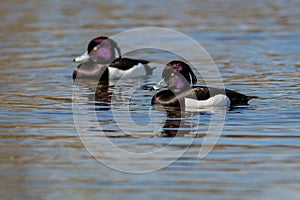 Two black and white tufted duck males