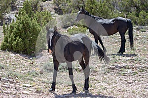 Two black wild horses on alpine desert hillside on Pryor Mountain in the western USA