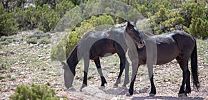 Two black wild horses at mineral lick in the mountains of the western USA