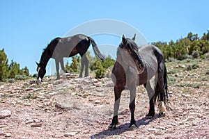 Two black wild horses at mineral lick in the mountains of the western USA