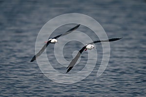 Two black-winged stilts cross river opening beaks