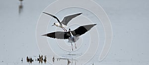 two black-winged stilts fighting