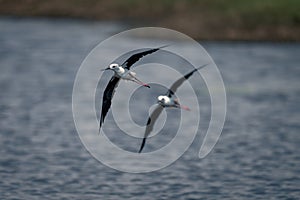 Two black-winged stilts fly along sunlit river
