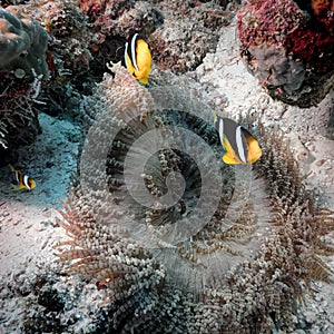 Two black and yellow and white striped Clark`s anemone fish