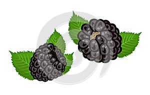 Two blackberries, illustration