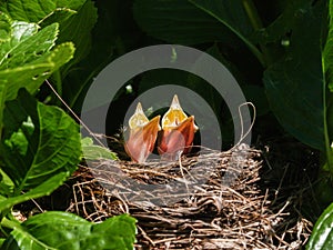 Two blackbird chicks in nest with heads up and beaks open