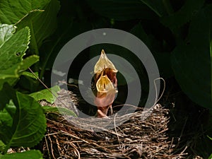 Two blackbird chicks in nest with heads up and beaks open