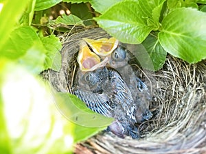 Two blackbird chicks in nest with heads up and beaks open pleading for food