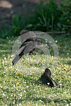 Two blackbirds fighting