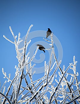 Two Blackbirds perched on branches